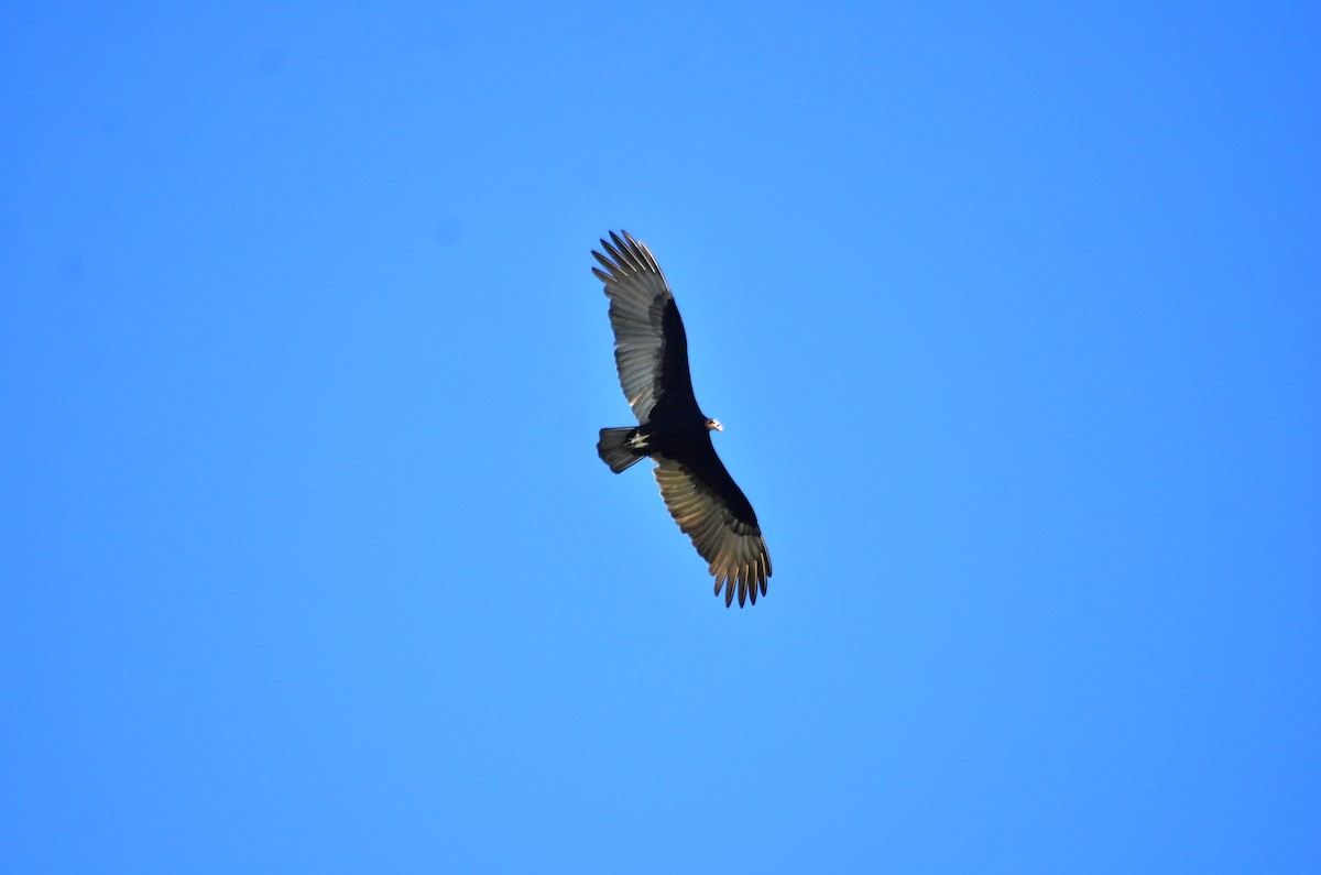 Lesser Yellow-headed Vulture - ML618971358