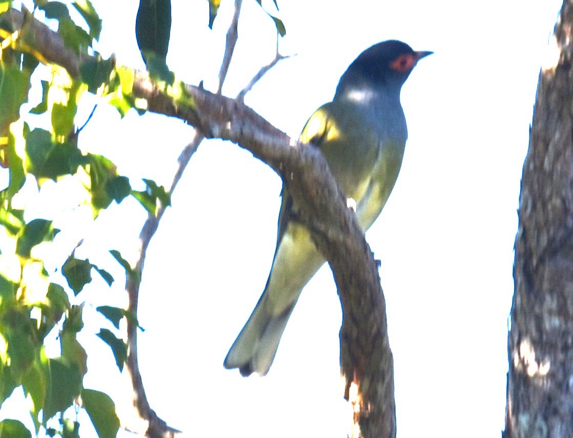 Australasian Figbird - ML618971406