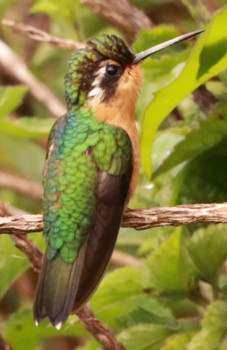 kolibřík fialovohrdlý - ML618971410