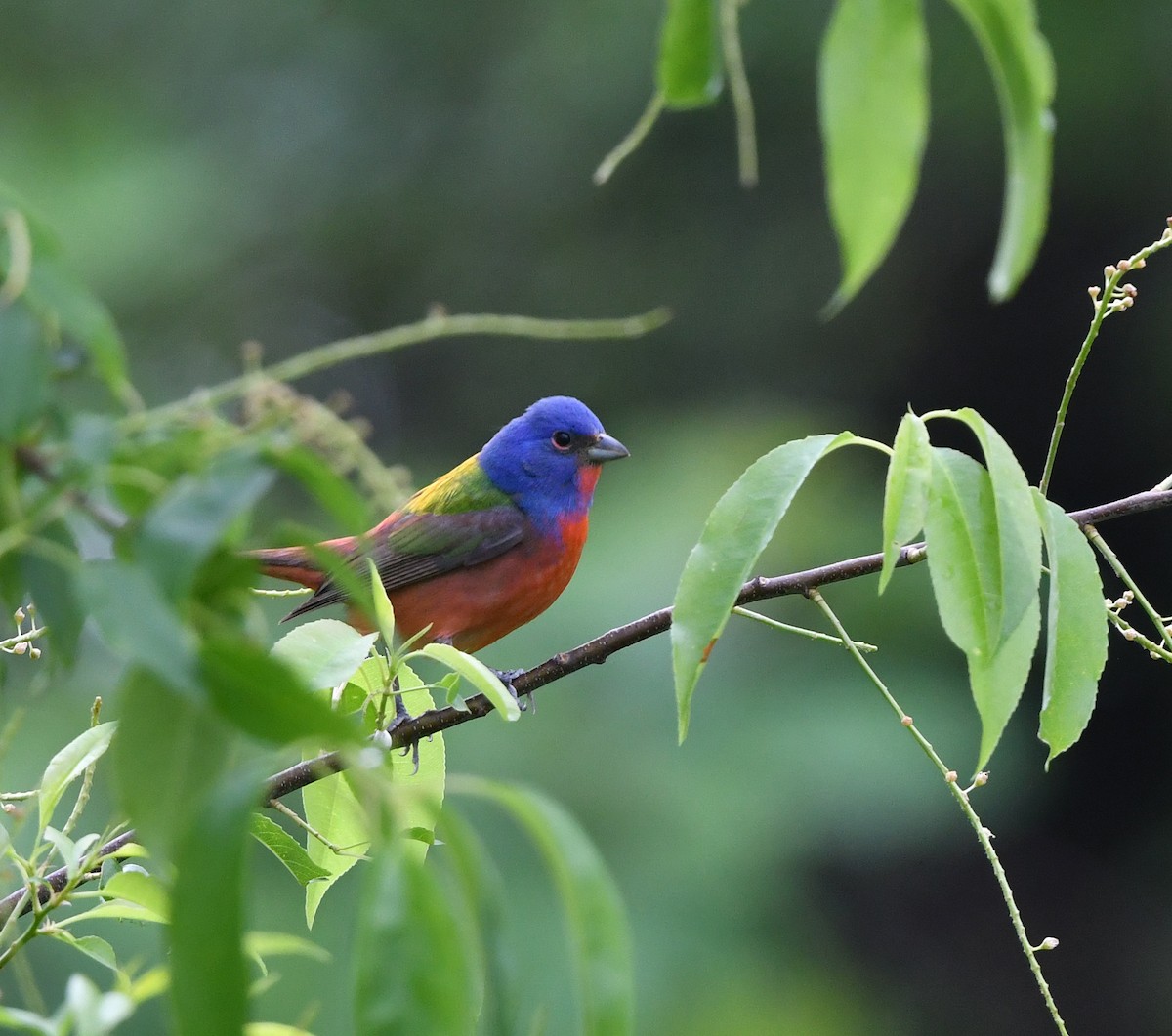 Painted Bunting - ML618971415