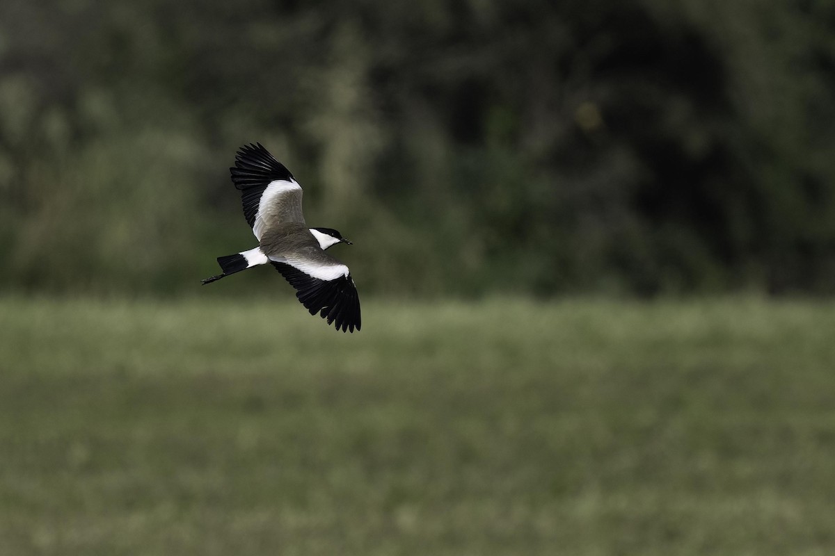 Spur-winged Lapwing - ML618971445