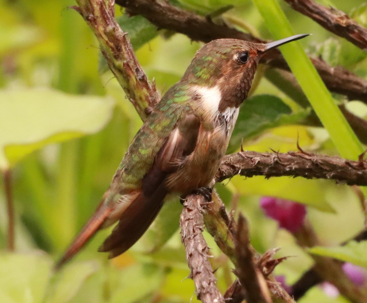 Scintillant Hummingbird - ML618971468