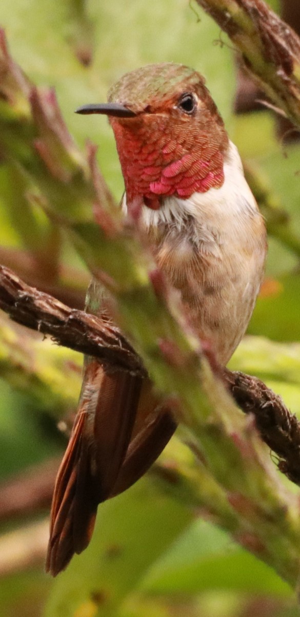 Scintillant Hummingbird - ML618971502