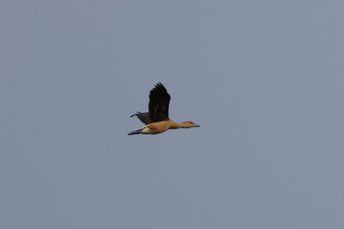 Fulvous Whistling-Duck - ML618971524