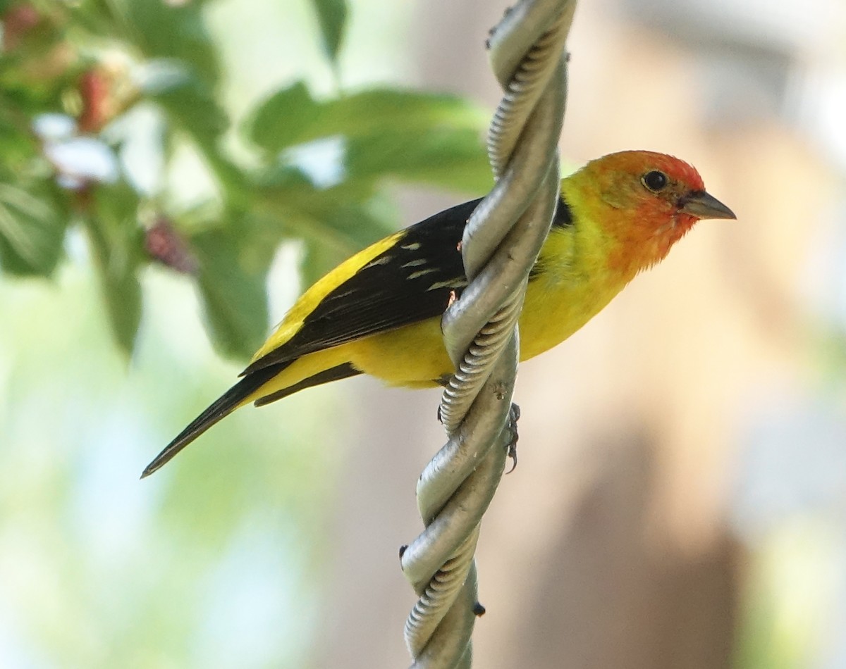 Western Tanager - ML618971572