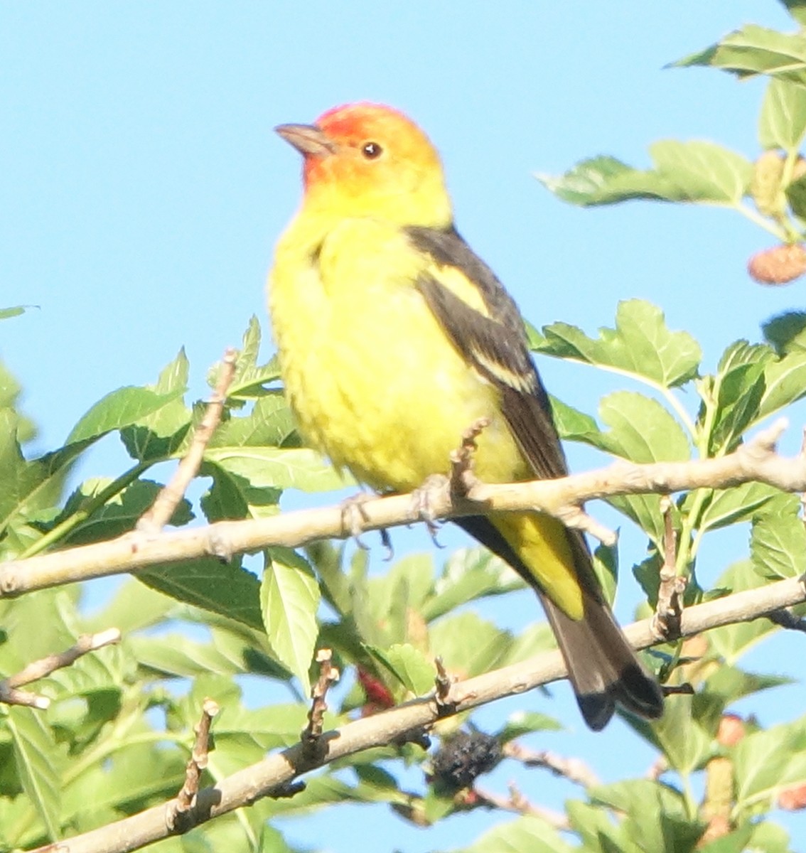 Western Tanager - ML618971573