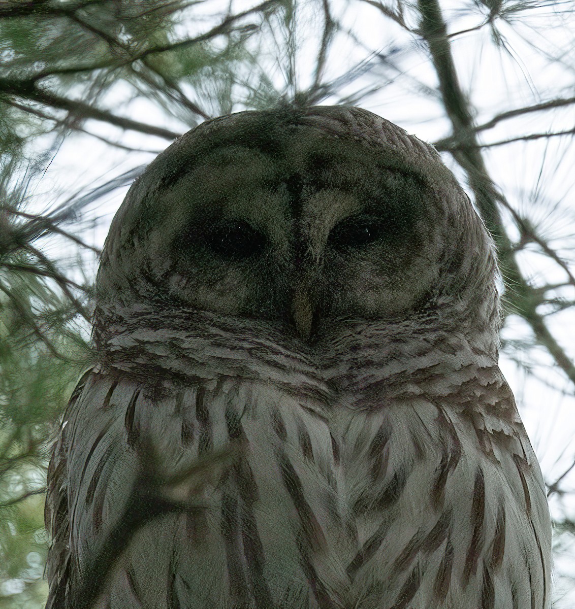 Barred Owl - ML618971606
