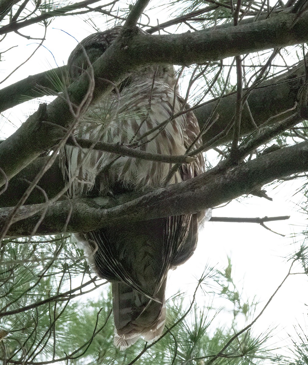 Barred Owl - lawrence connolly