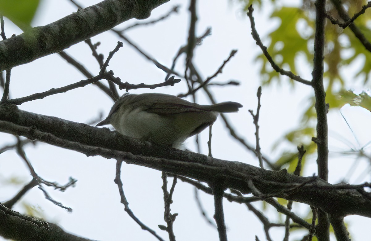 Red-eyed Vireo - lawrence connolly