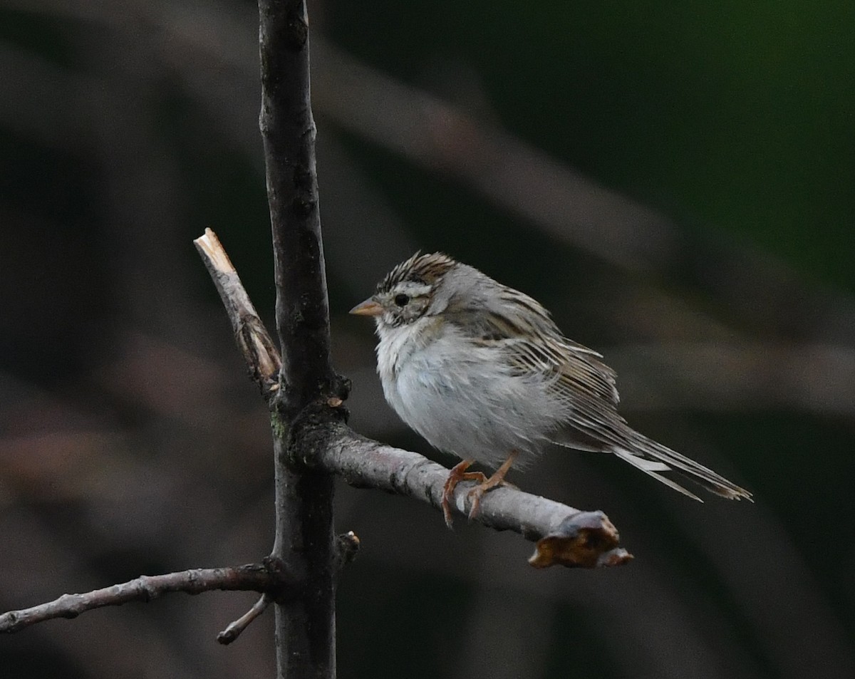 Clay-colored Sparrow - ML618971624