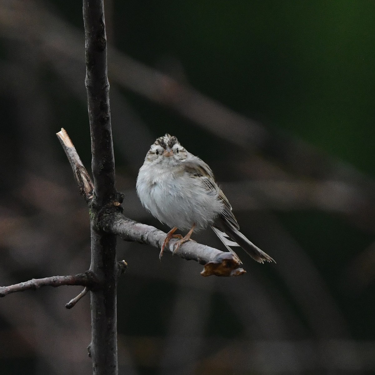 Clay-colored Sparrow - ML618971625