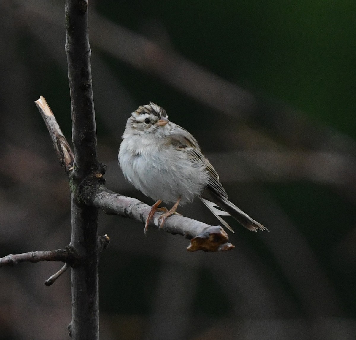 Clay-colored Sparrow - ML618971626