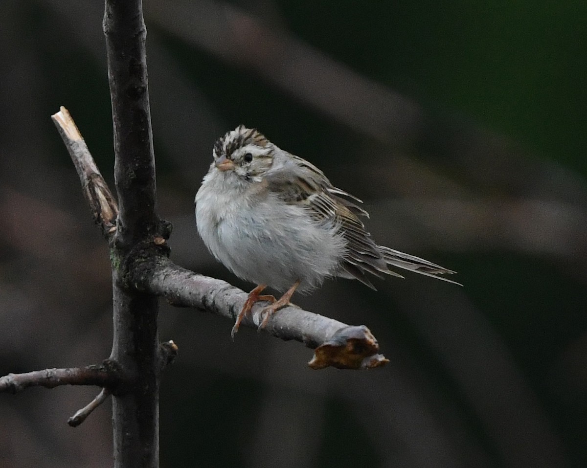 Clay-colored Sparrow - ML618971627