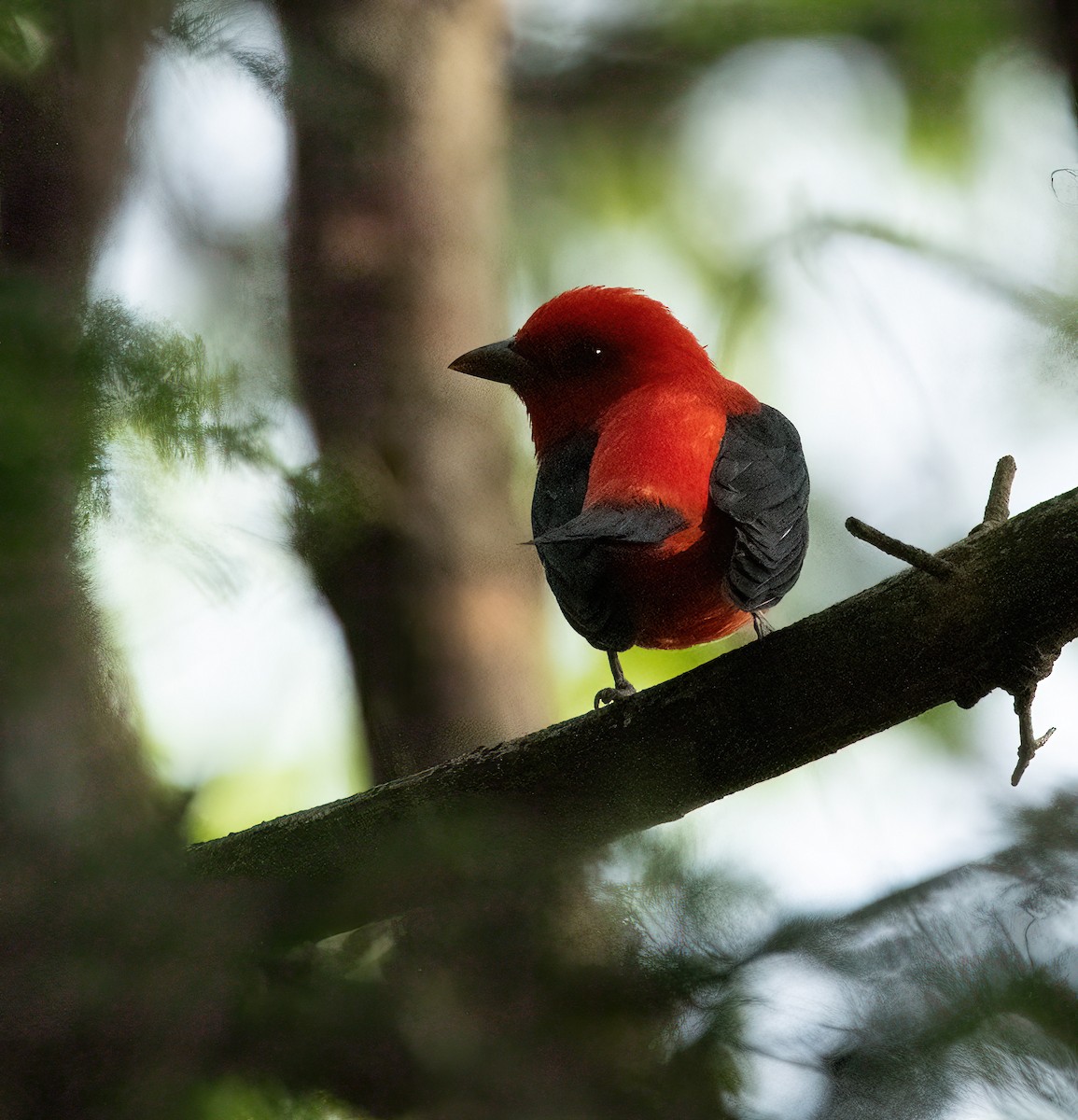 Scarlet Tanager - lawrence connolly
