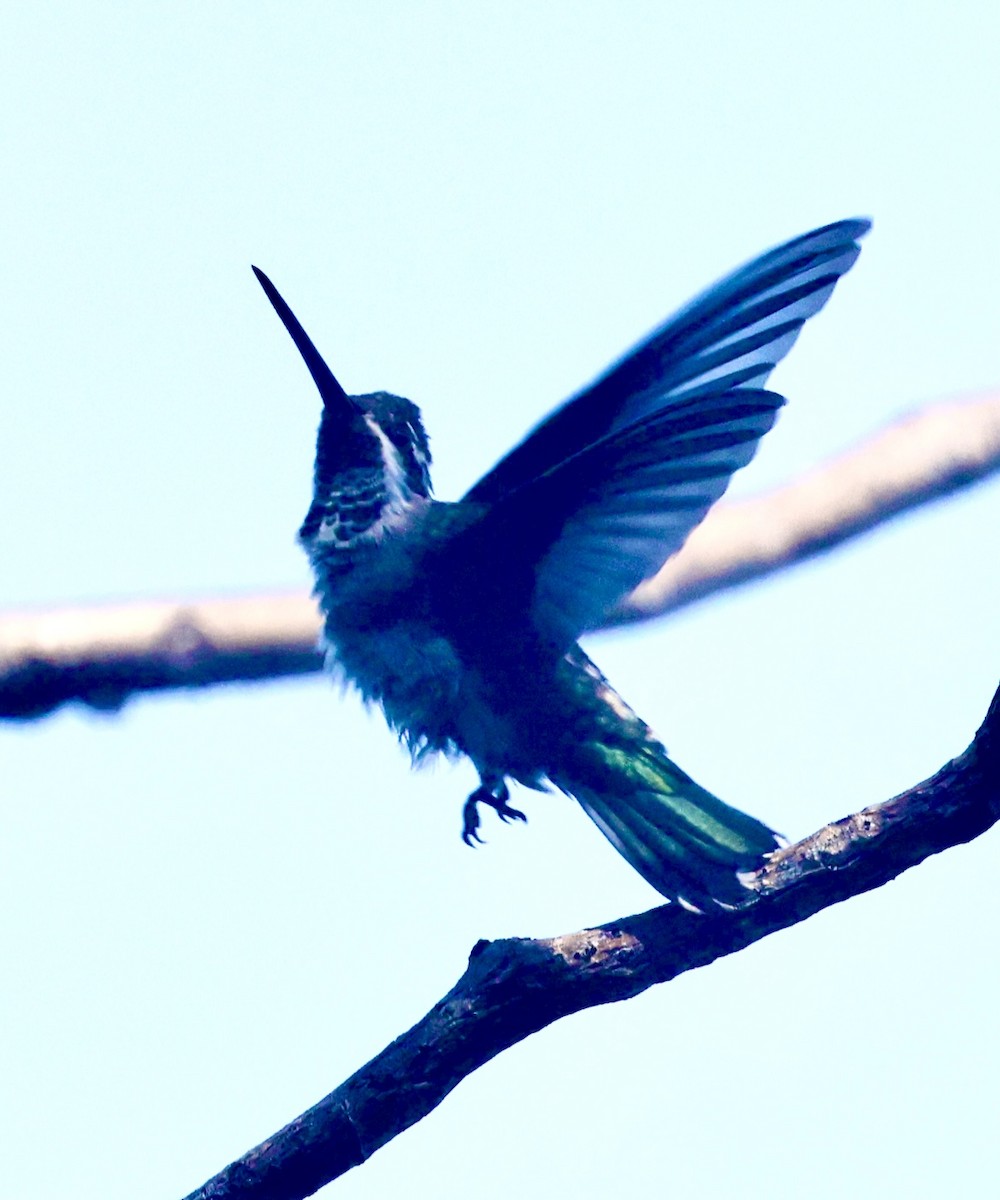 kolibřík achátový - ML618971639