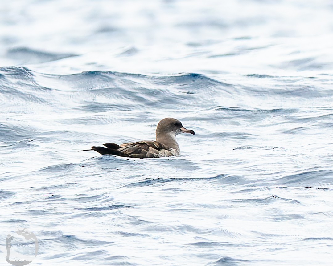 Pink-footed Shearwater - ML618971668
