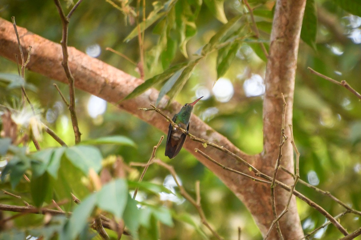 Rufous-tailed Hummingbird - ML618971671