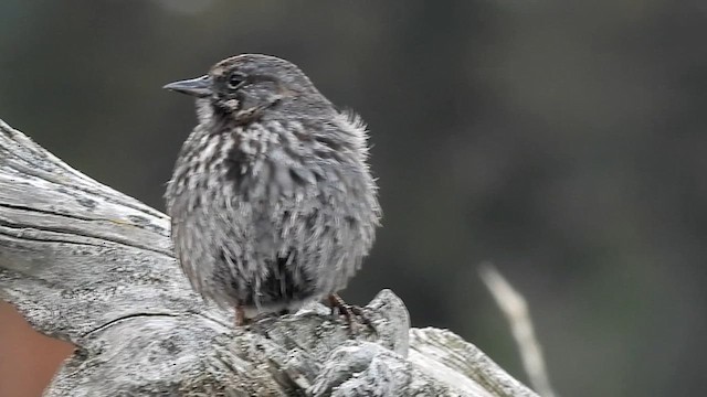 Song Sparrow (rufina Group) - ML618971685