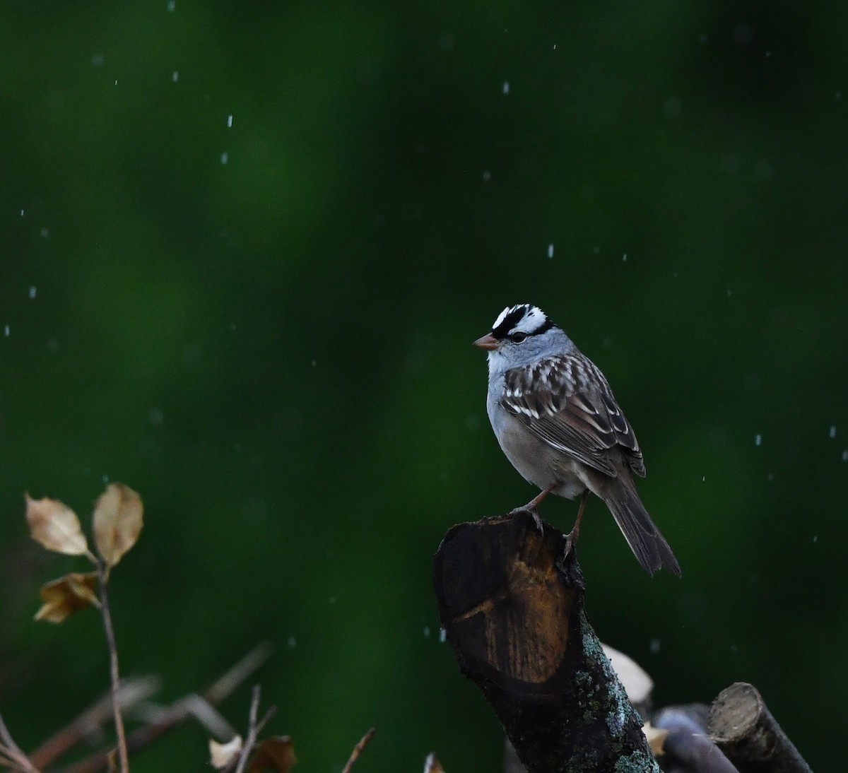 White-crowned Sparrow - ML618971686