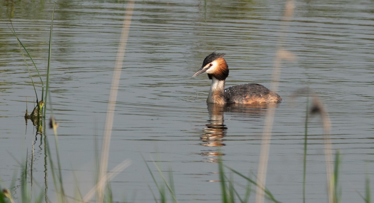 Great Crested Grebe - ML618971695