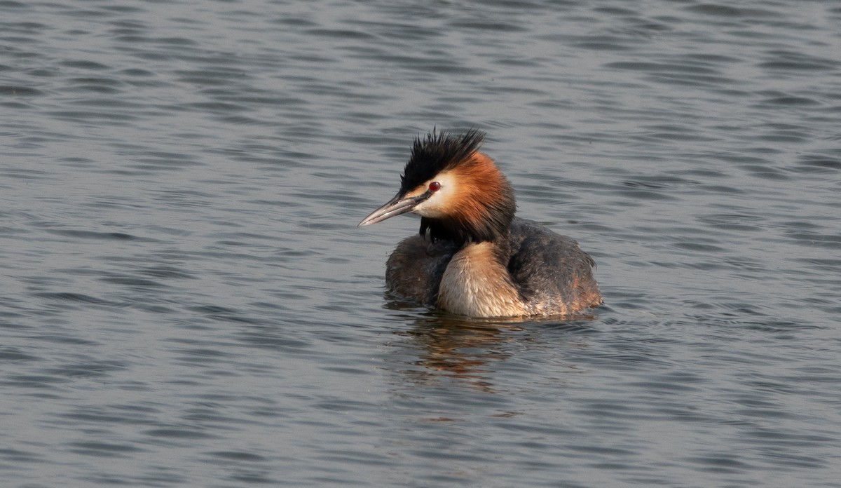 Great Crested Grebe - David Factor