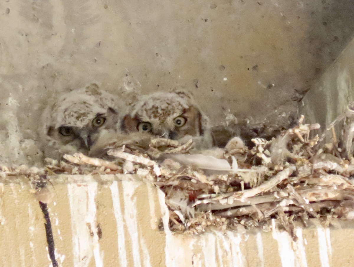 Great Horned Owl - ML618971701