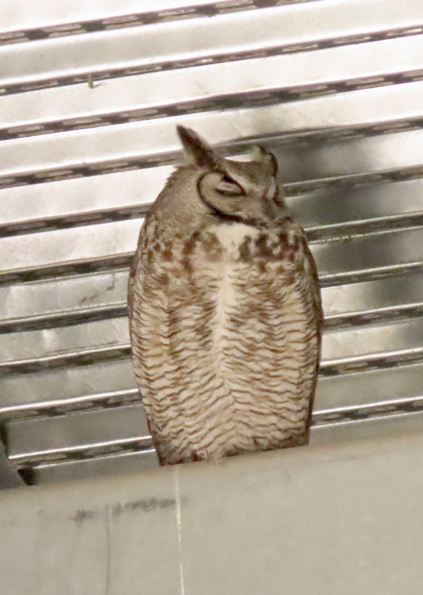 Great Horned Owl - Susan Mittelstadt