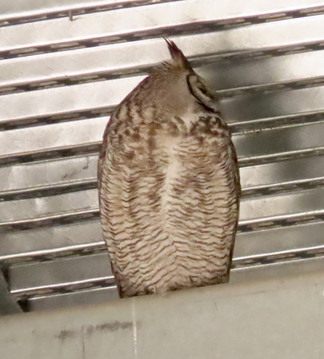 Great Horned Owl - ML618971703