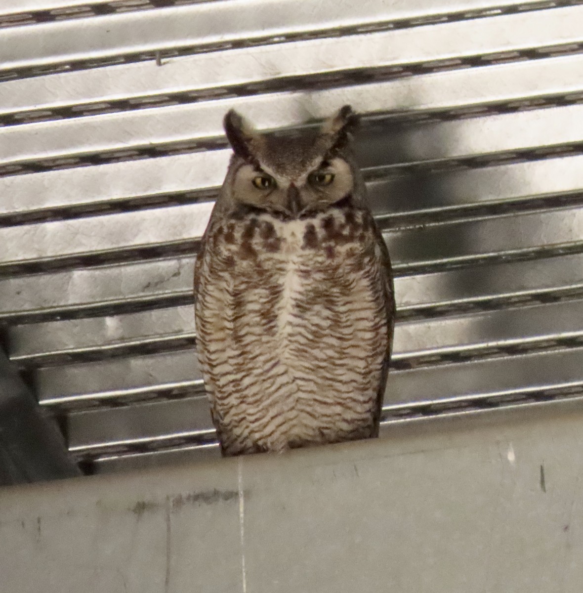 Great Horned Owl - ML618971704