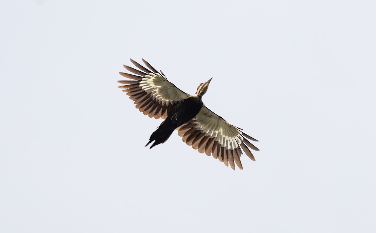 Pileated Woodpecker - ML618971723