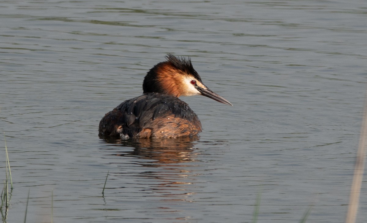 Great Crested Grebe - ML618971724