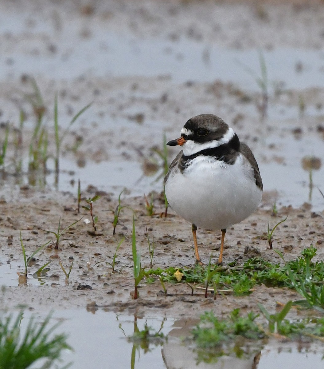 Semipalmated Plover - ML618971730