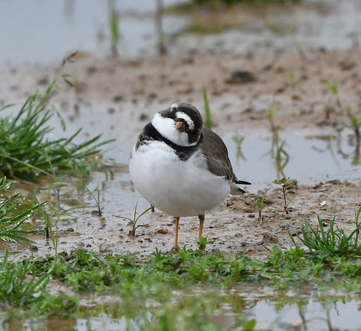 Semipalmated Plover - ML618971731