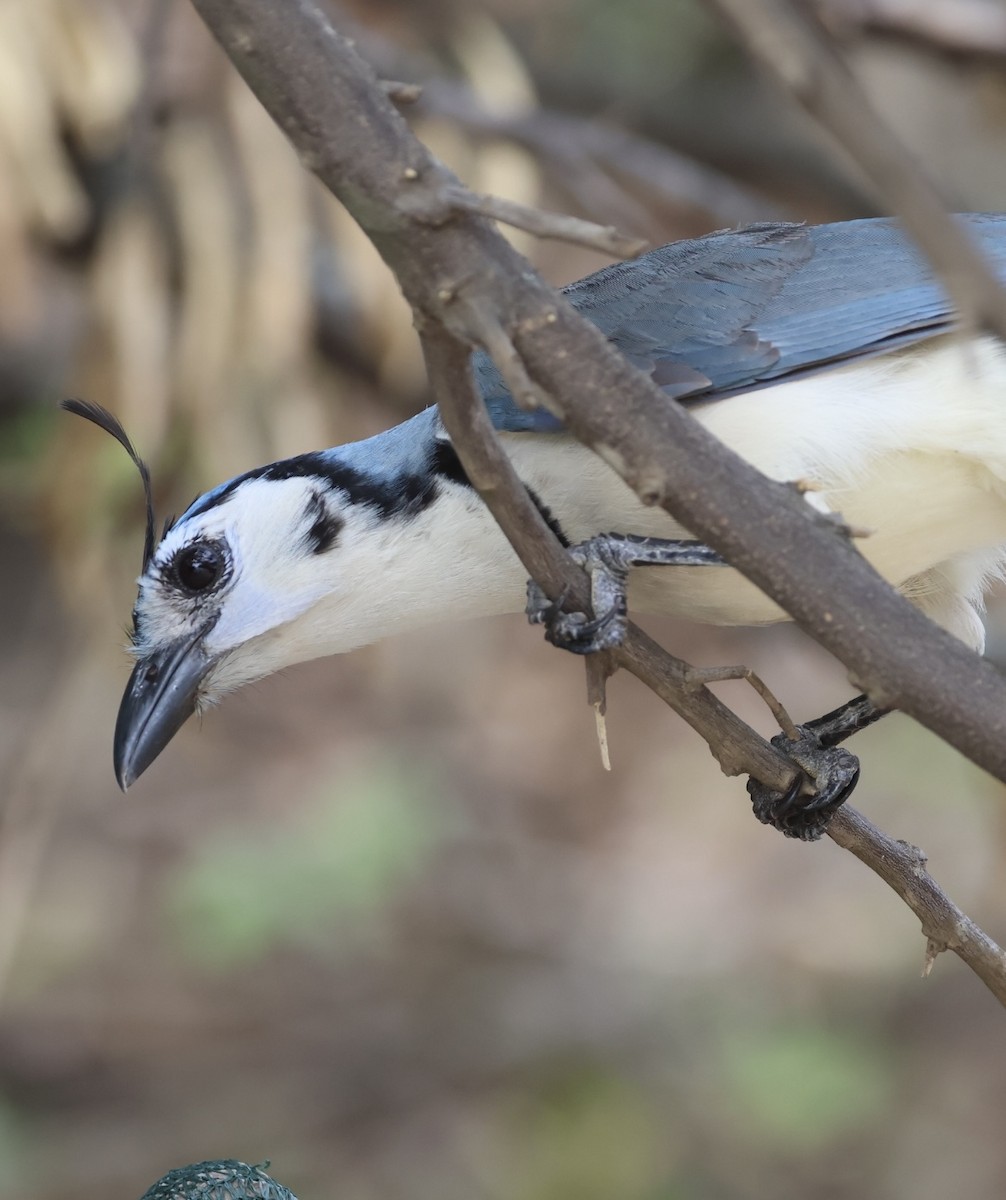 White-throated Magpie-Jay - ML618971772