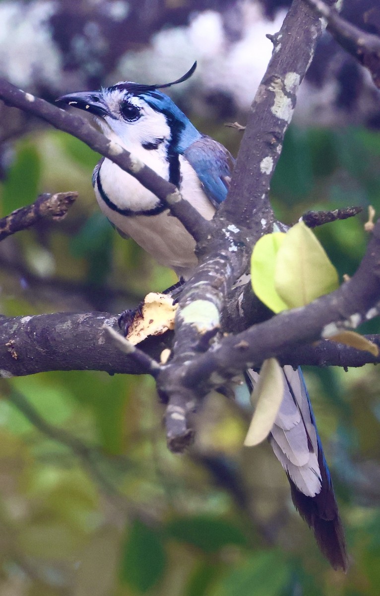 White-throated Magpie-Jay - ML618971773