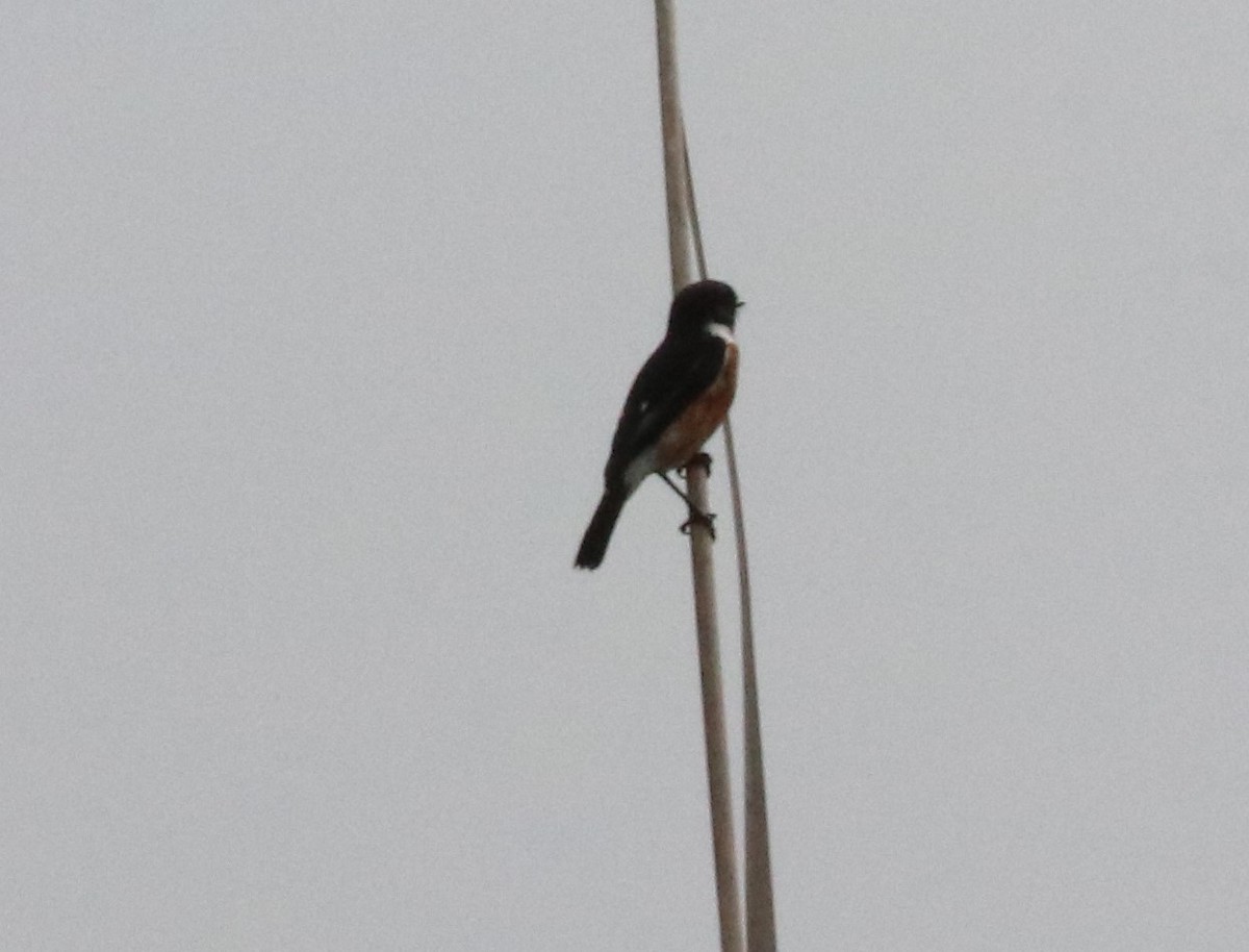 African Stonechat (African) - ML618971796