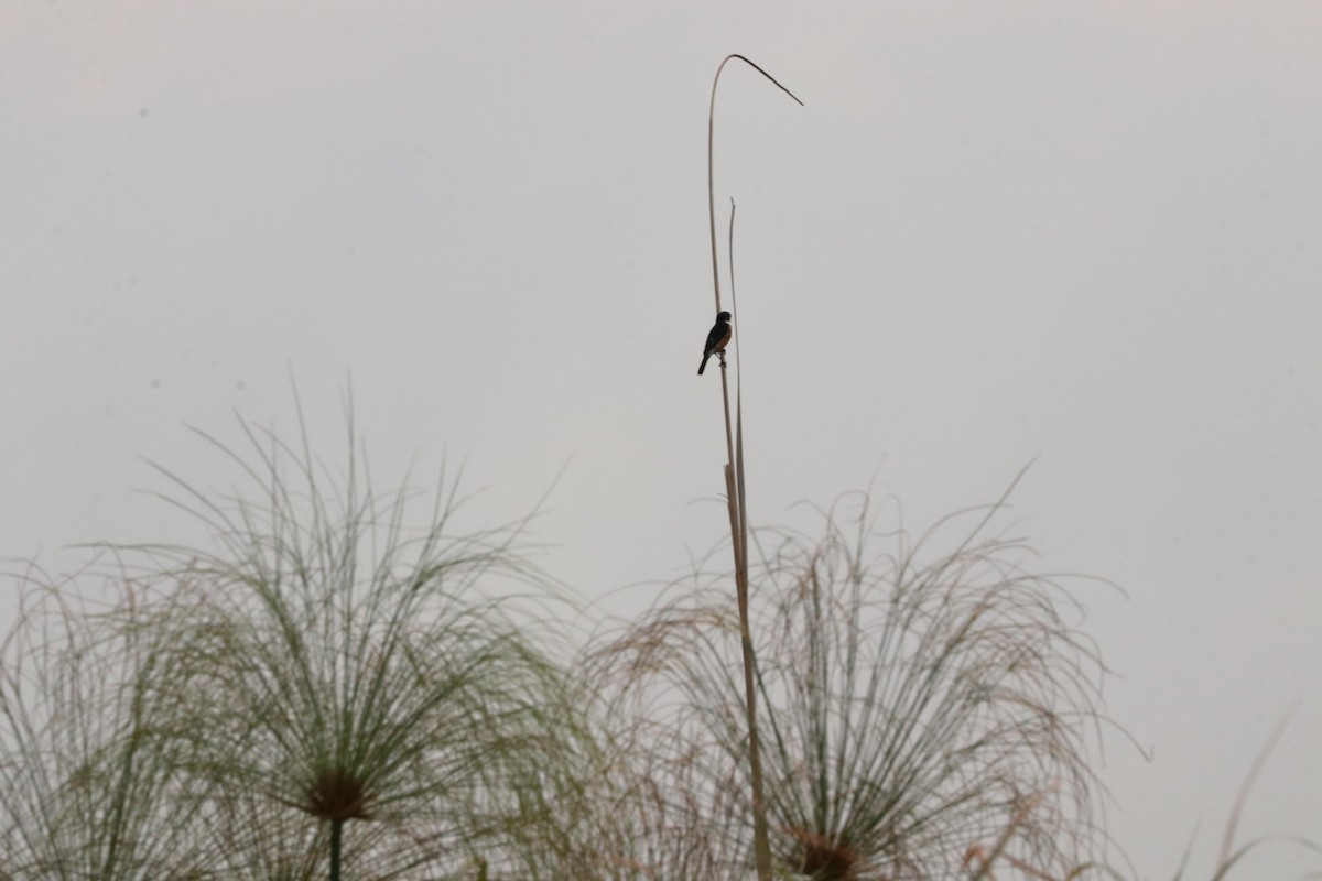 Африканский черноголовый чекан [группа torquatus] - ML618971810