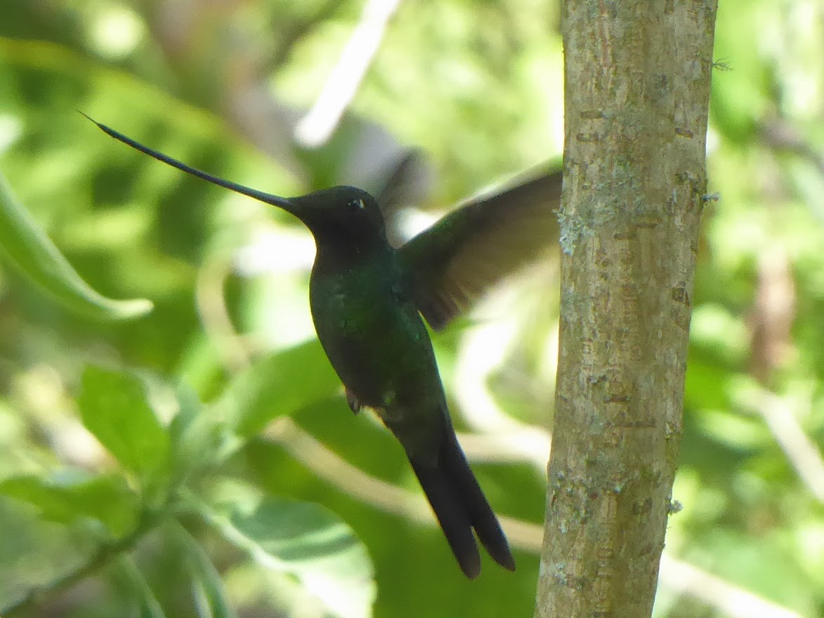Sword-billed Hummingbird - ML618971845