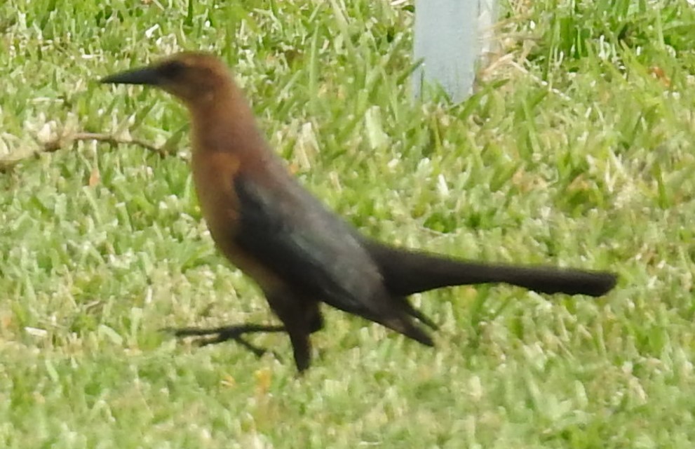 Boat-tailed Grackle - ML618971890