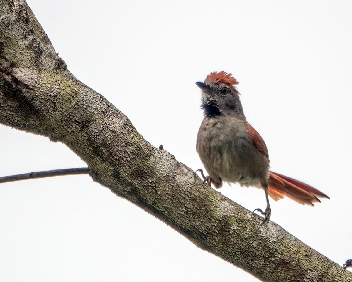 Sooty-fronted Spinetail - ML618971891