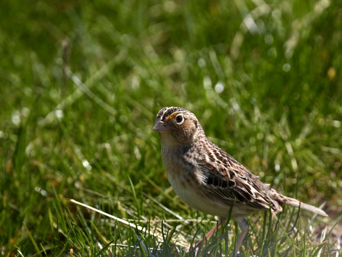 Grasshopper Sparrow - Felix Perdue