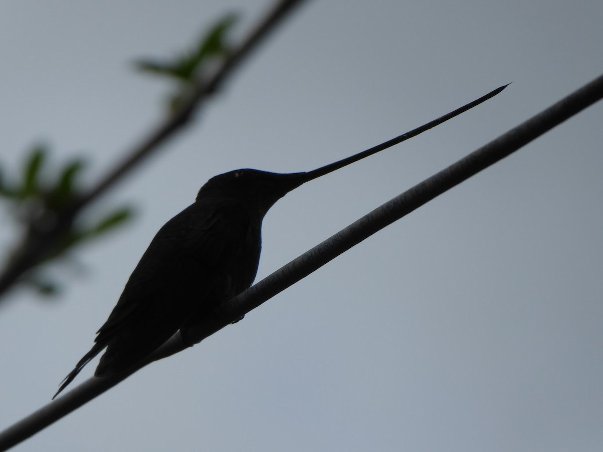 Sword-billed Hummingbird - ML618971915