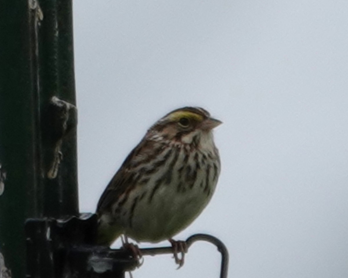 Savannah Sparrow - ML618971954