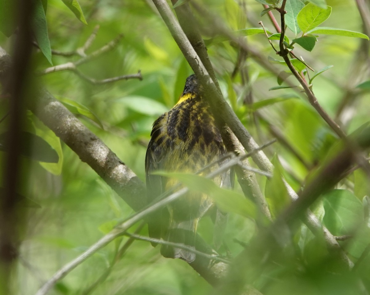 Cape May Warbler - ML618972042