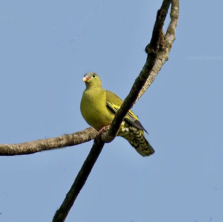 Thick-billed Green-Pigeon - ML618972071
