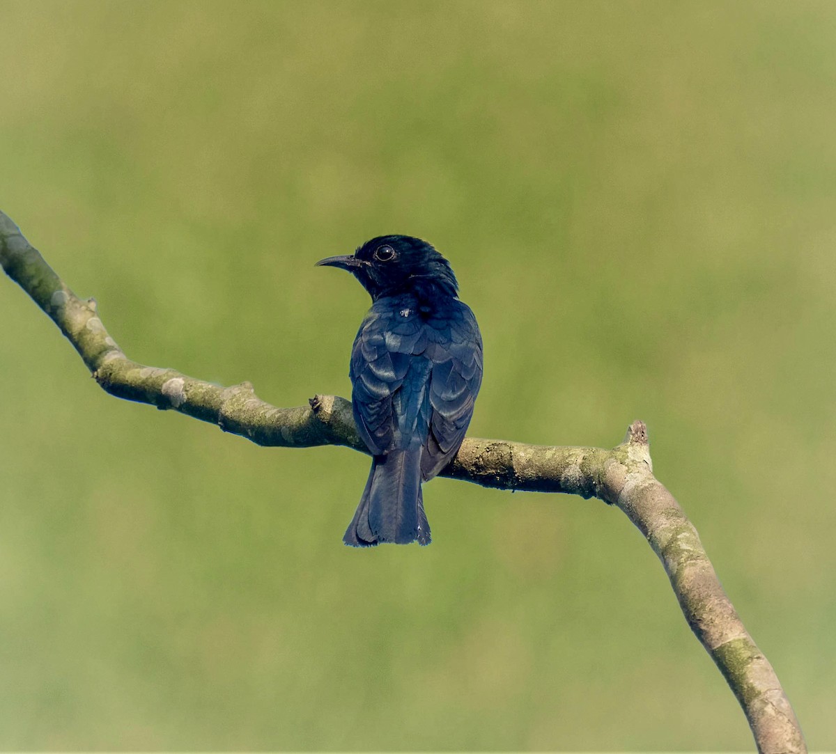 Square-tailed Drongo-Cuckoo - ML618972077