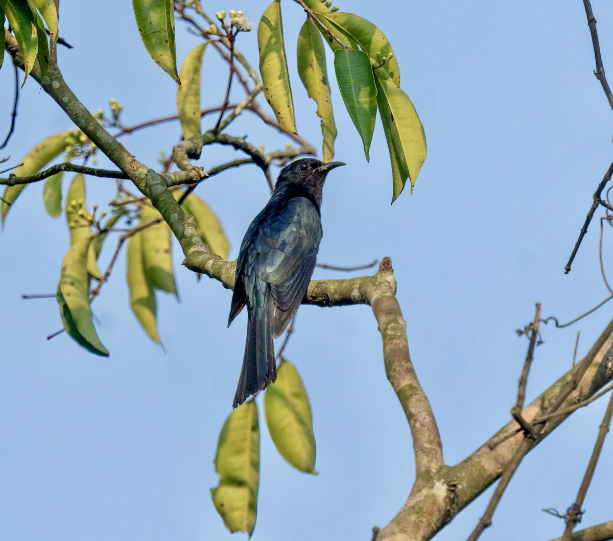 Square-tailed Drongo-Cuckoo - ML618972078