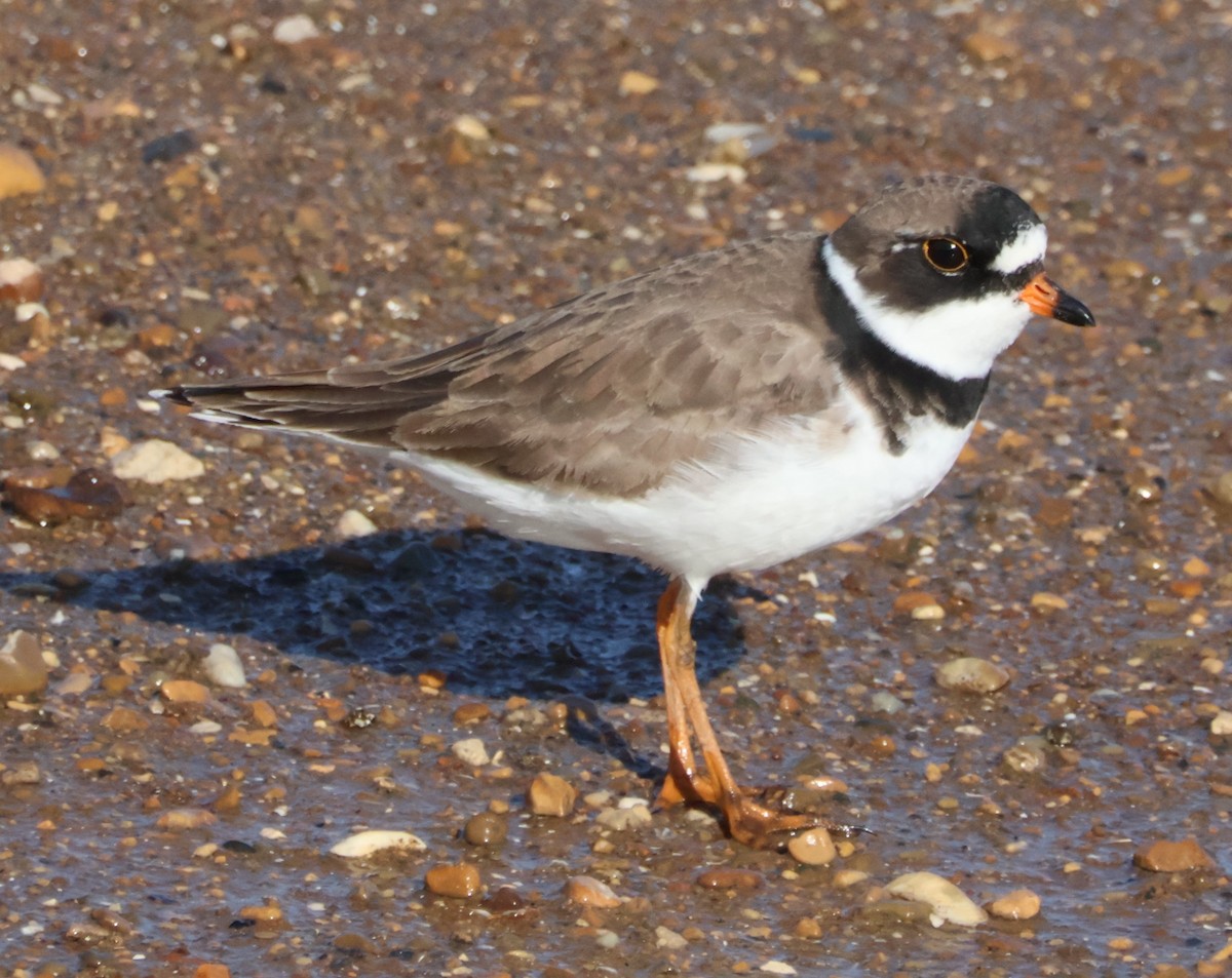 Semipalmated Plover - ML618972091