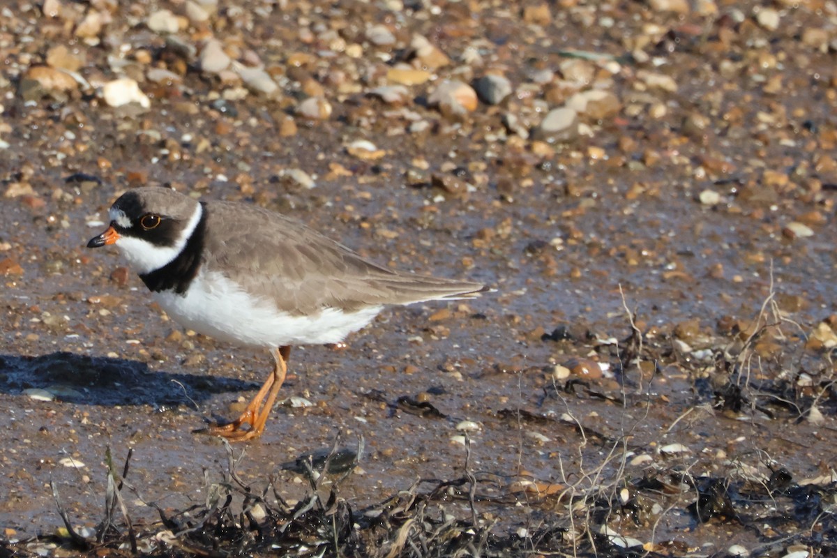 Semipalmated Plover - ML618972092