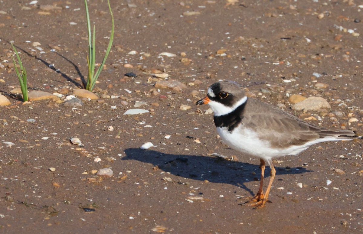 Semipalmated Plover - ML618972093